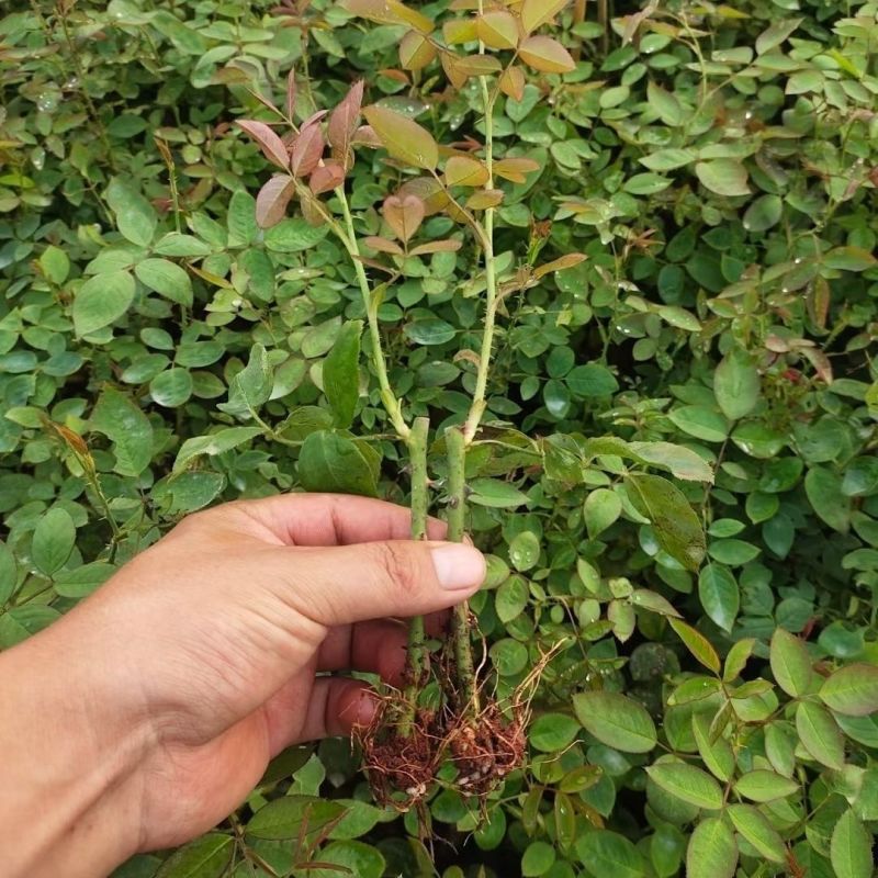 食用玫瑰苗滇红墨红金边大马士革花茶品种鲜花饼原料易活绿植