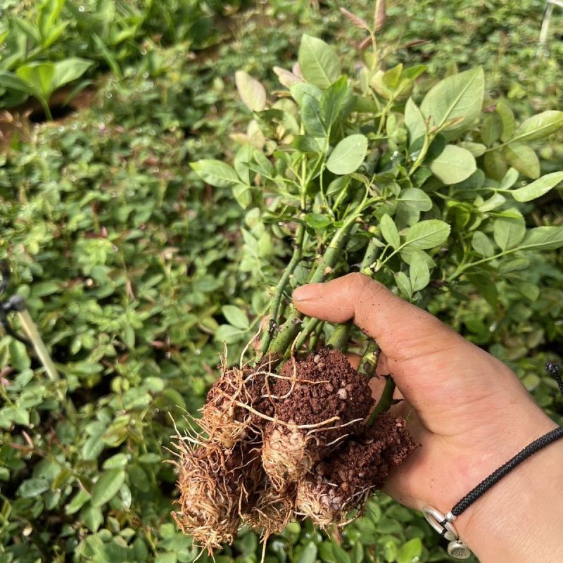 食用玫瑰苗滇红墨红金边大马士革花茶品种鲜花饼原料易活绿植