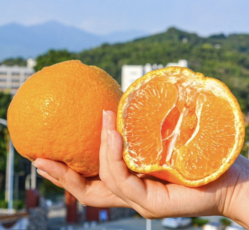 四川眉山春见耙耙柑桔