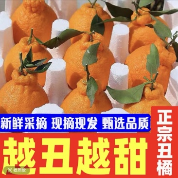 四川眉山春见耙耙柑一件代发产地直供现摘现发