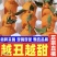 四川眉山春见耙耙柑一件代发产地直供现摘现发