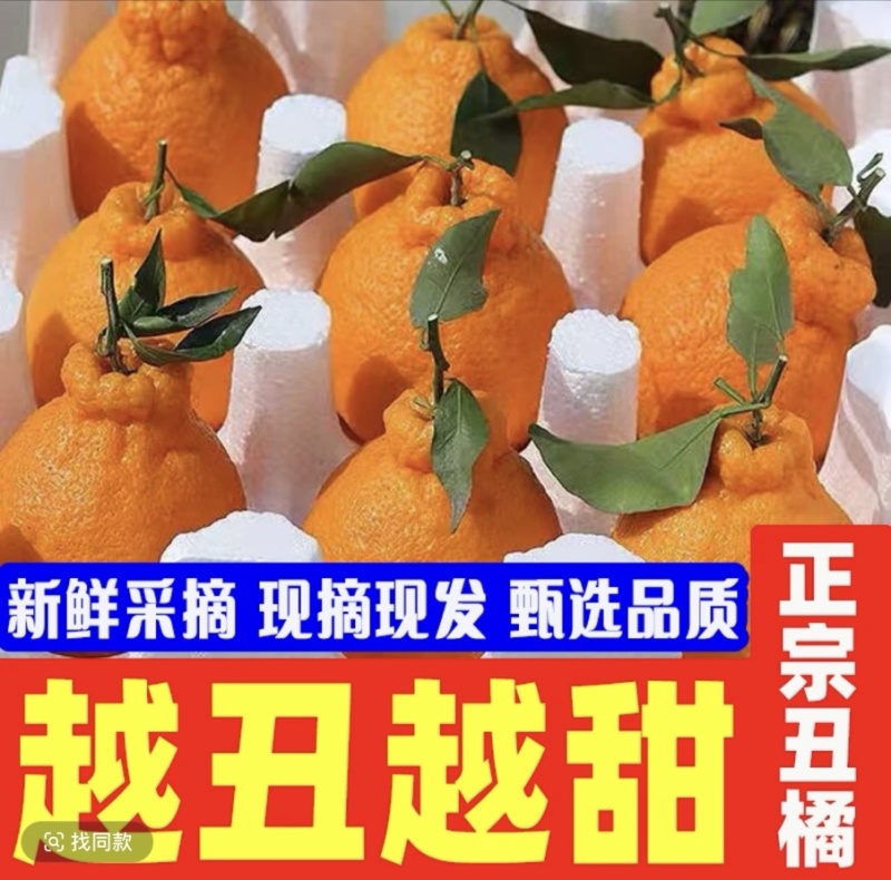 四川眉山春见耙耙柑一件代发产地直供现摘现发