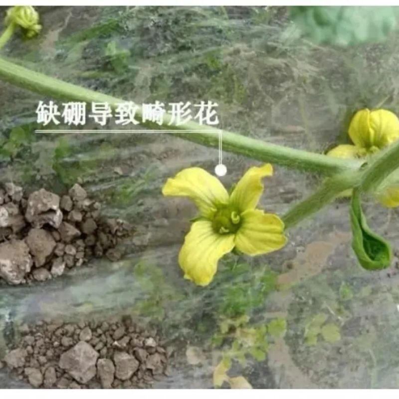 硫体硼叶面肥没进花芽分化提高授粉坐果率保花保果