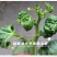 硫体硼叶面肥没进花芽分化提高授粉坐果率保花保果