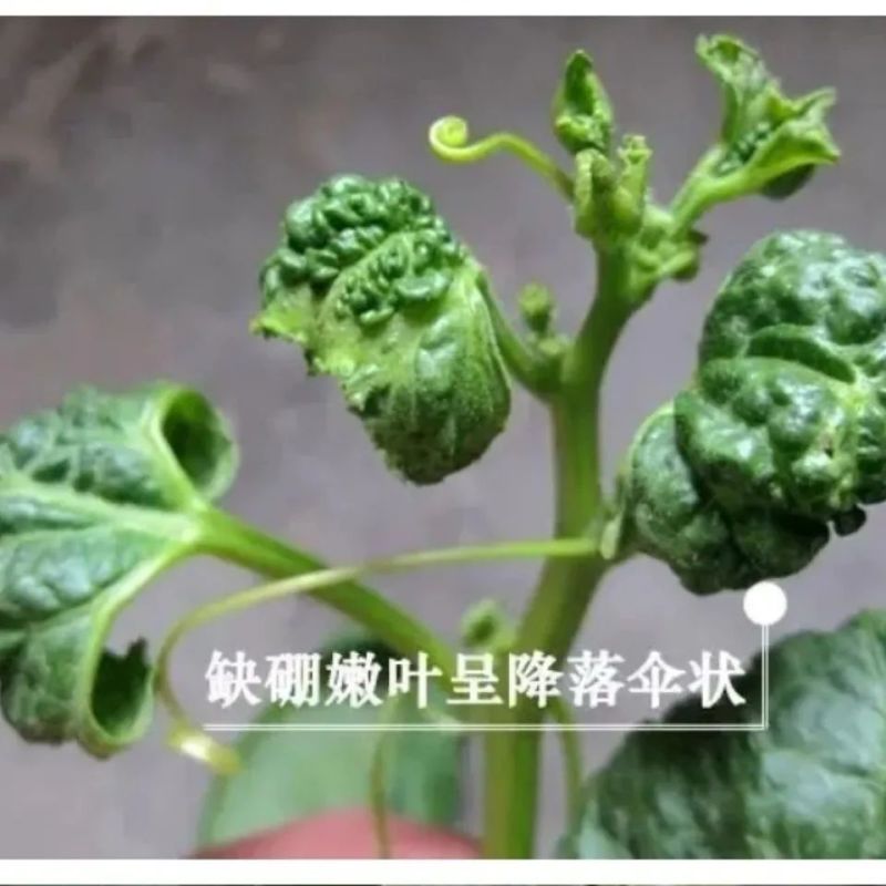 硫体硼叶面肥没进花芽分化提高授粉坐果率保花保果