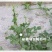 硫体硼叶面肥没进花芽分化提高授粉坐果率保花保果