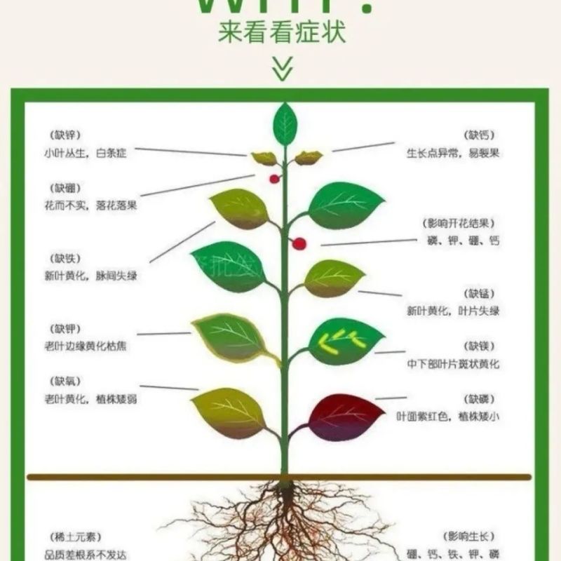 硫体硼叶面肥没进花芽分化提高授粉坐果率保花保果