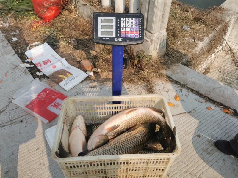 草鱼纯生态喂养，全生命周期吃草。成品鱼7-11斤。
