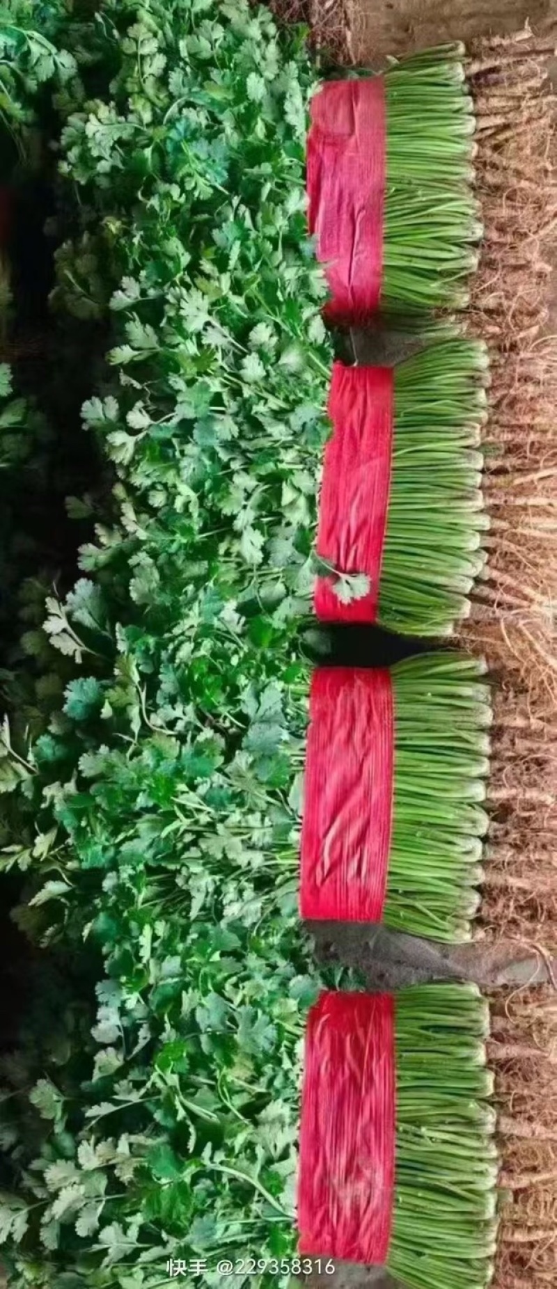 【精品推荐】优质铁杆青香菜净菜毛菜可视频看货选购