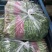 【精品推荐】优质铁杆青香菜净菜毛菜可视频看货选购