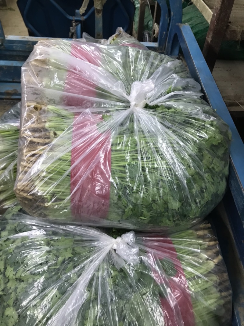 【精品推荐】优质铁杆青香菜净菜毛菜可视频看货选购