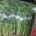 【精品推荐】优质铁杆青香菜净菜毛菜可视频看货选购