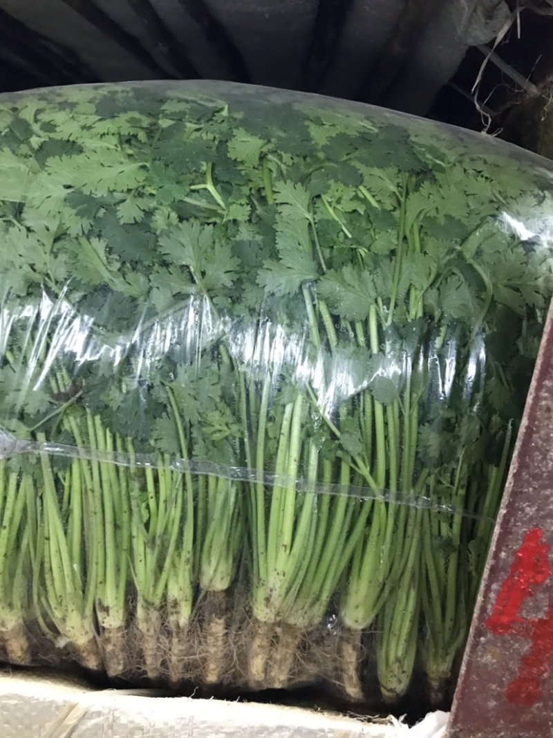 【精品推荐】优质铁杆青香菜净菜毛菜可视频看货选购