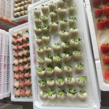 山东莱阳草莓，各种品质