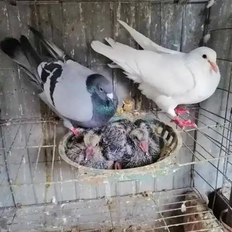 乳鸽