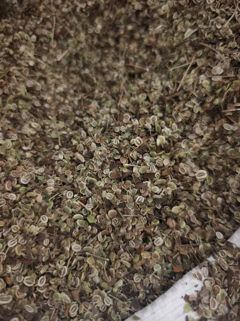 前胡种子白花前胡种子基地回收大量供应一件代发