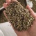 前胡种子白花前胡种子基地回收大量供应一件代发