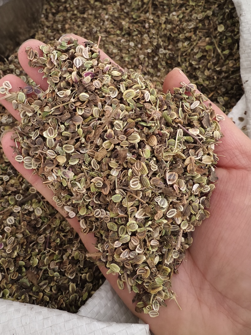 前胡种子白花前胡种子基地回收大量供应一件代发