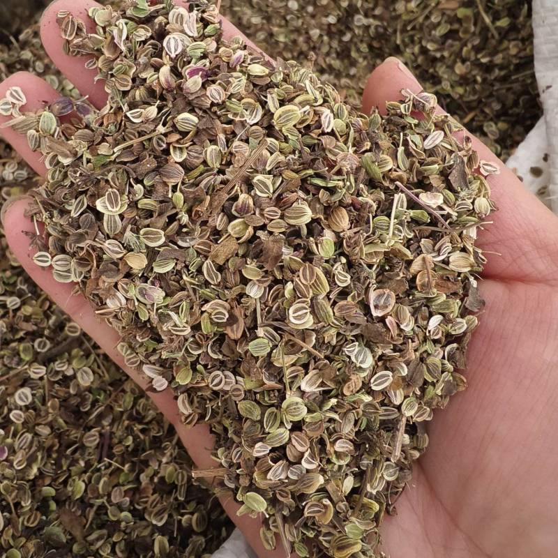 前胡种子白花前胡种子基地回收大量供应一件代发
