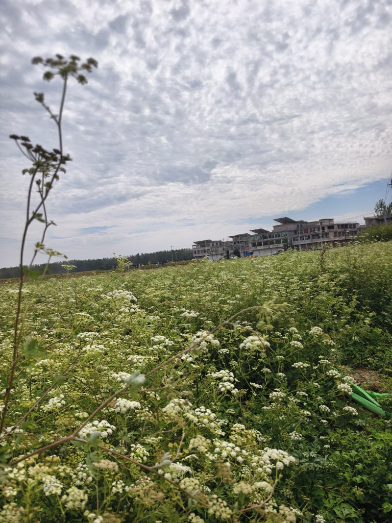 前胡种子白花前胡种子基地回收大量供应一件代发