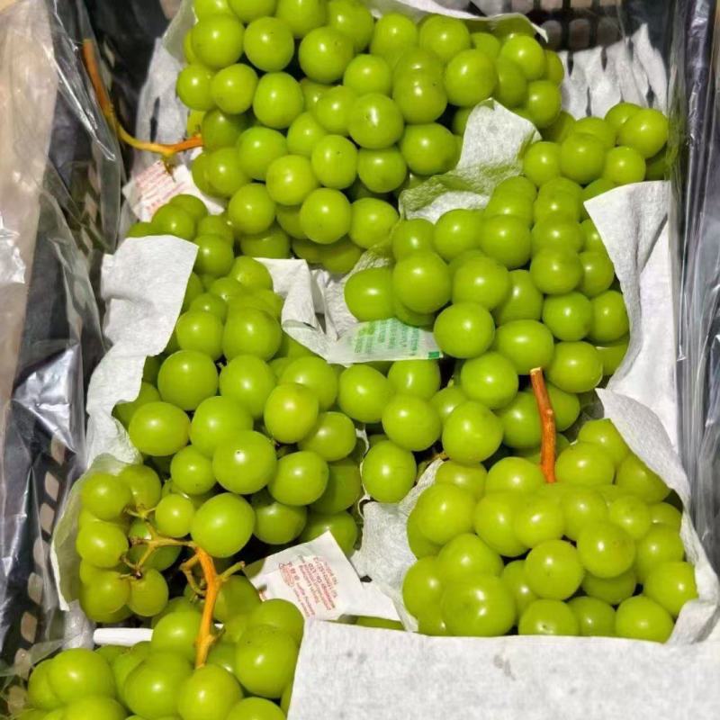 阳光玫瑰7毛到2块的都有看货定价
