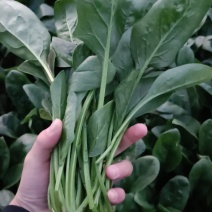大叶菠菜