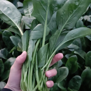 大叶菠菜