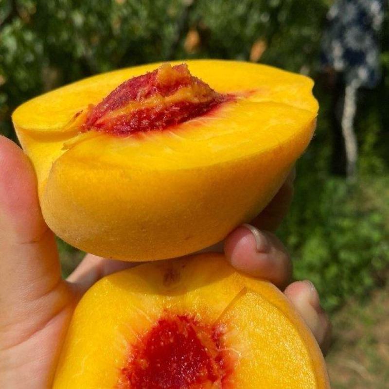 精典老品种一一锦绣黄桃，山东育苗基地