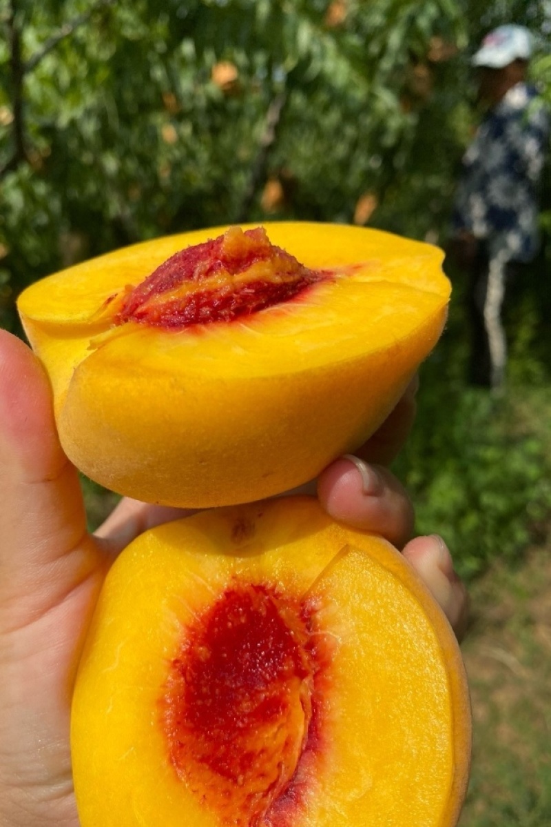 精典老品种一一锦绣黄桃，山东育苗基地
