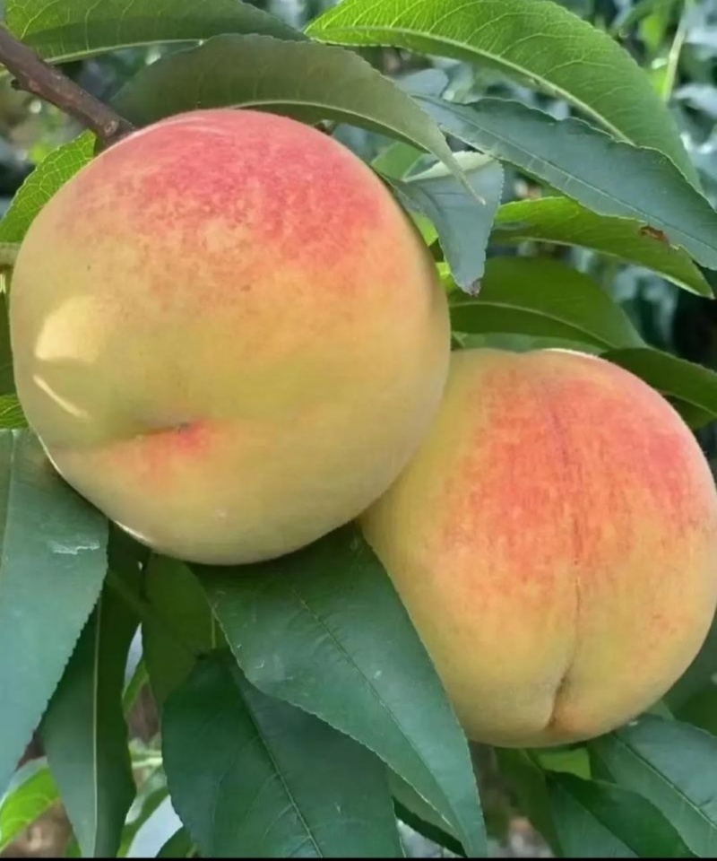 精典老品种一一锦绣黄桃，山东育苗基地