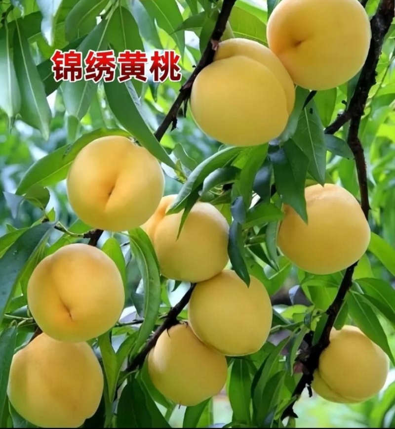 精典老品种一一锦绣黄桃，山东育苗基地