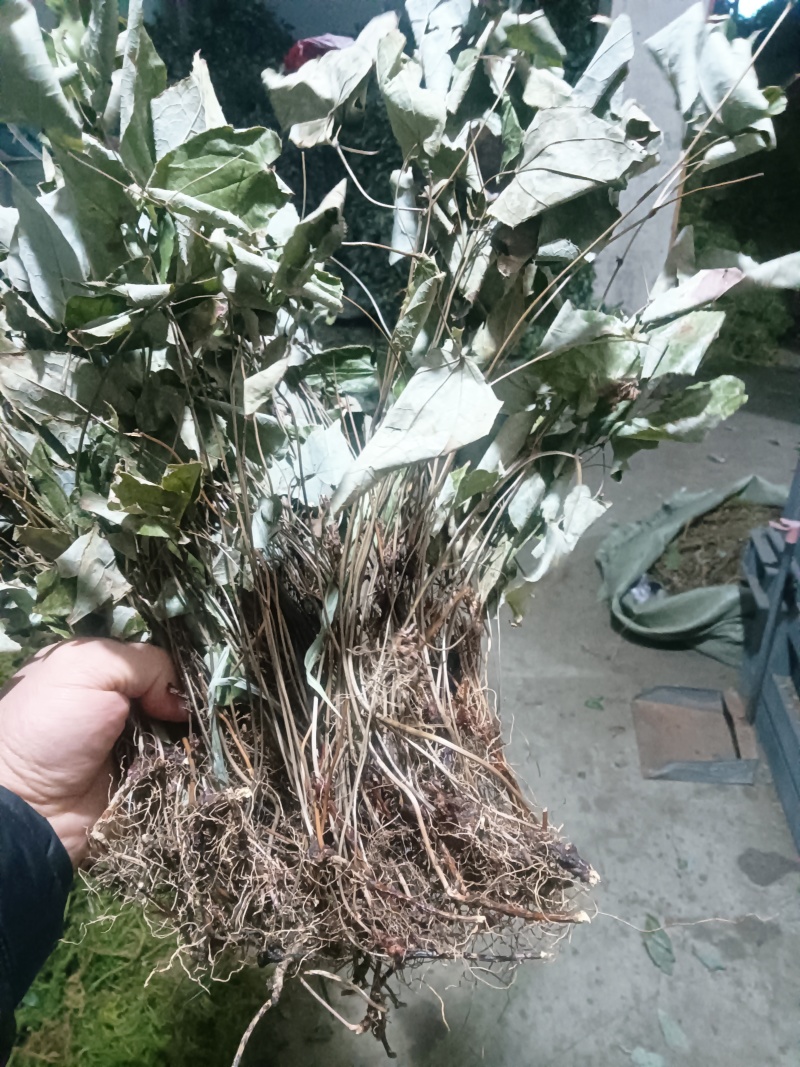 求购这种货3吨