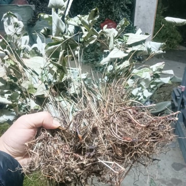 求购这种货3吨