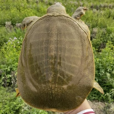 甲鱼