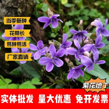紫花地丁厂家货源批发价格全国发货价格便宜欢迎下单咨询