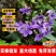 紫花地丁厂家货源批发价格全国发货价格便宜欢迎下单咨询