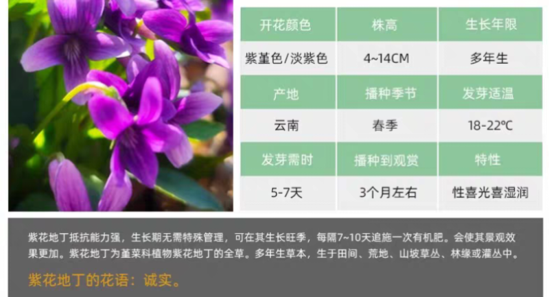 紫花地丁厂家货源批发价格全国发货价格便宜欢迎下单咨询