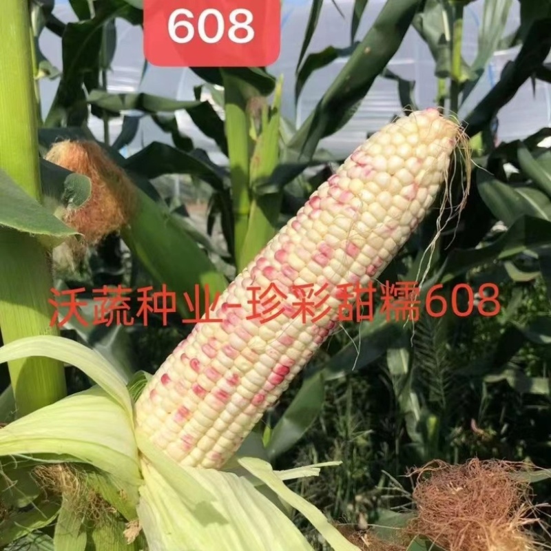 珍彩甜糯608玉米种子甜糯玉米种子彩甜糯甜加糯