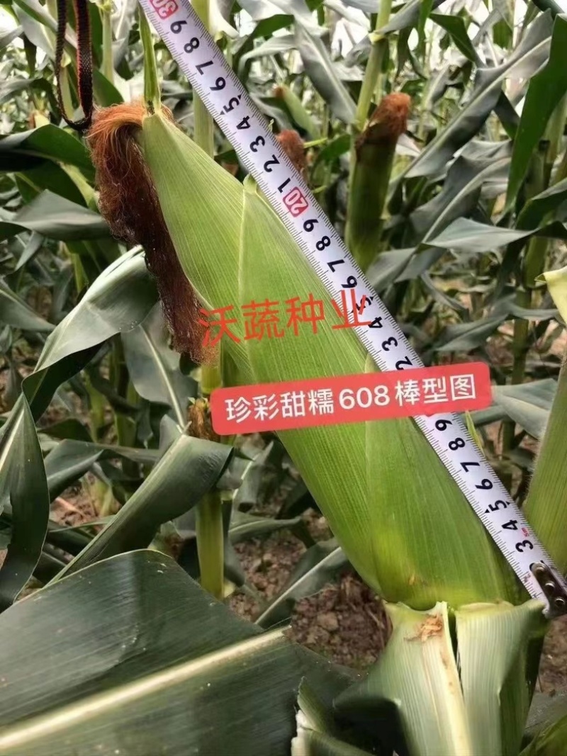 珍彩甜糯608玉米种子甜糯玉米种子彩甜糯甜加糯