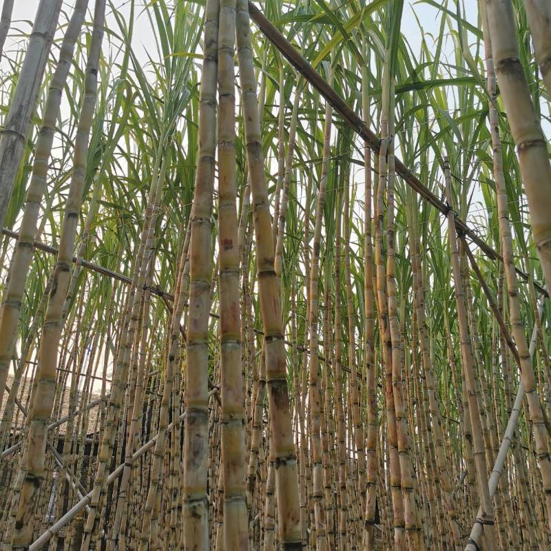 清脆爽甜台湾白甘蔗