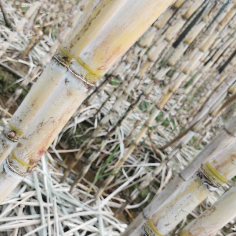 3米高10斤重台湾白甘蔗