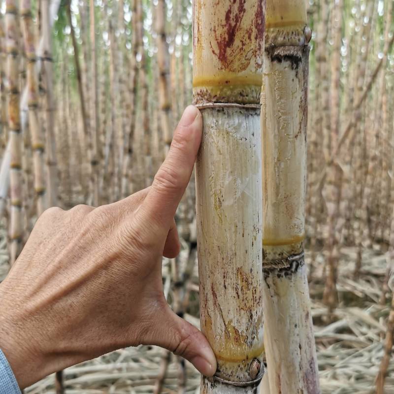3米高10斤重台湾白甘蔗