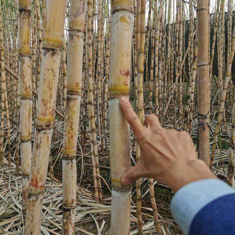 3米高10斤重台湾白甘蔗