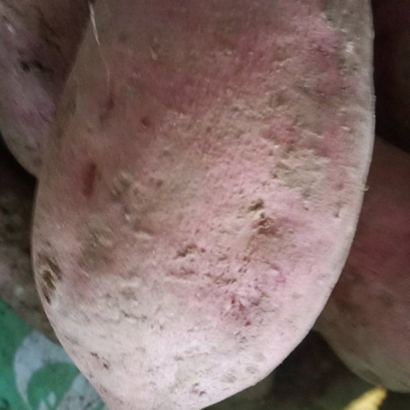 红薯