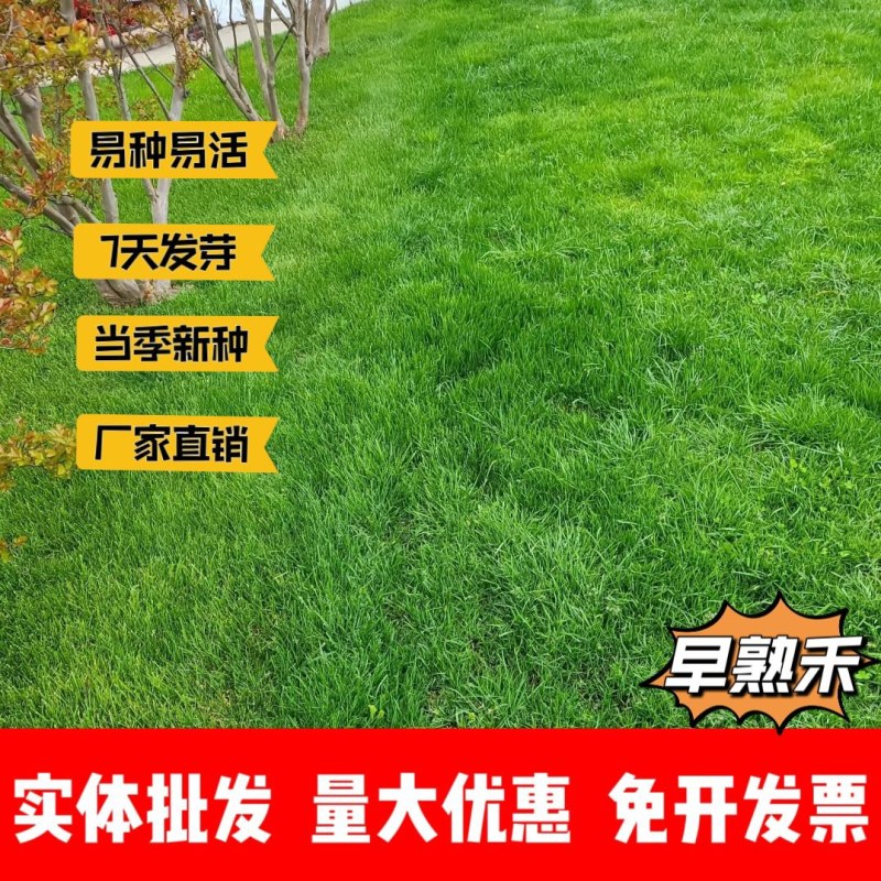 早熟禾厂家货源批发价格全国发货价格便宜欢迎下单咨询