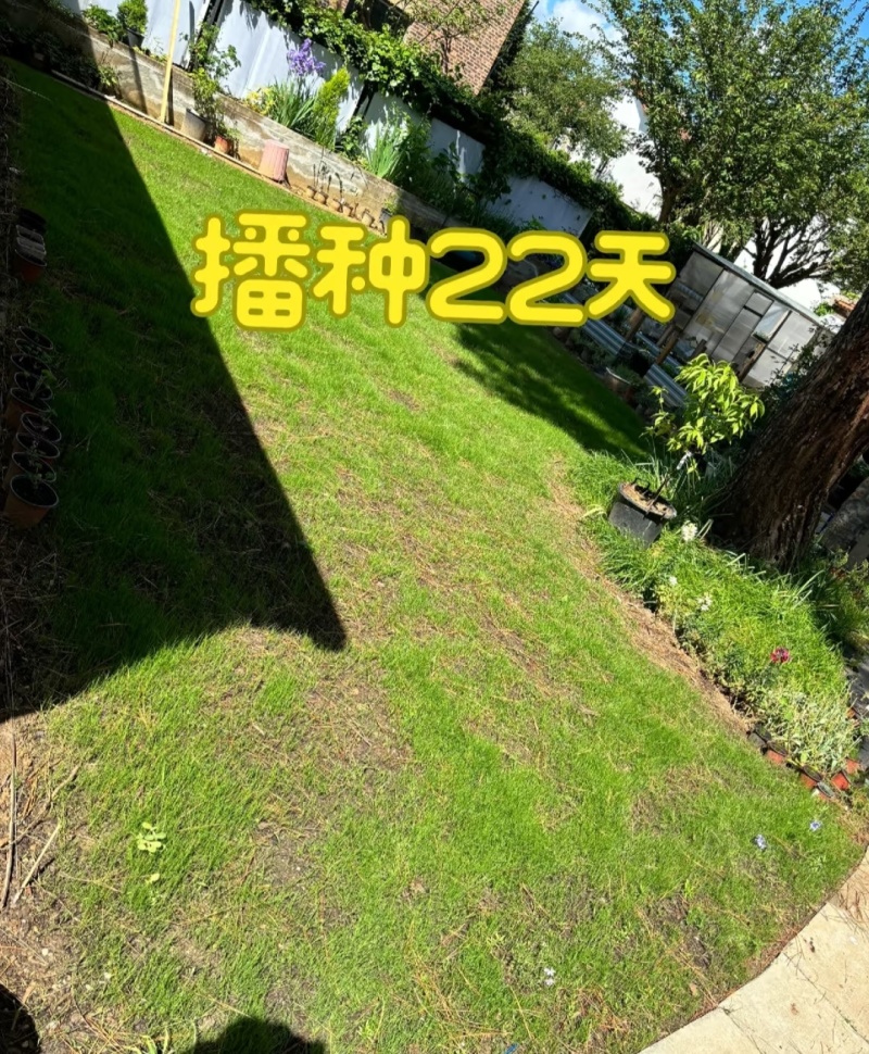 早熟禾厂家货源批发价格全国发货价格便宜欢迎下单咨询