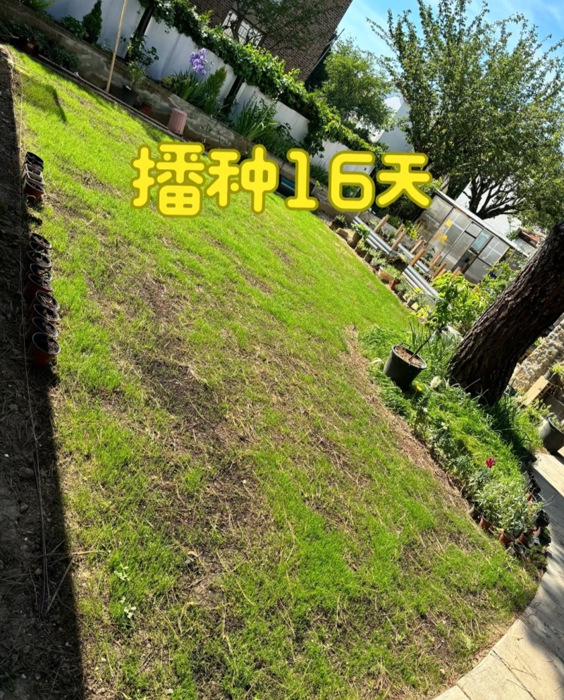 早熟禾厂家货源批发价格全国发货价格便宜欢迎下单咨询