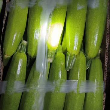 绿皮西葫芦