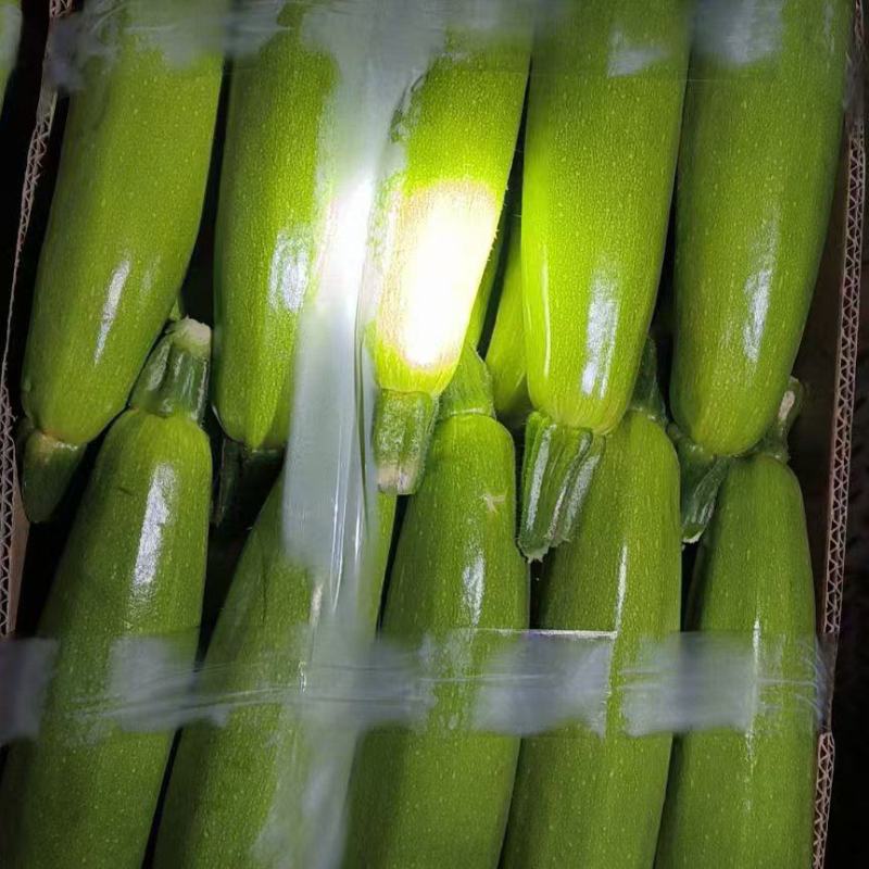 绿皮西葫芦