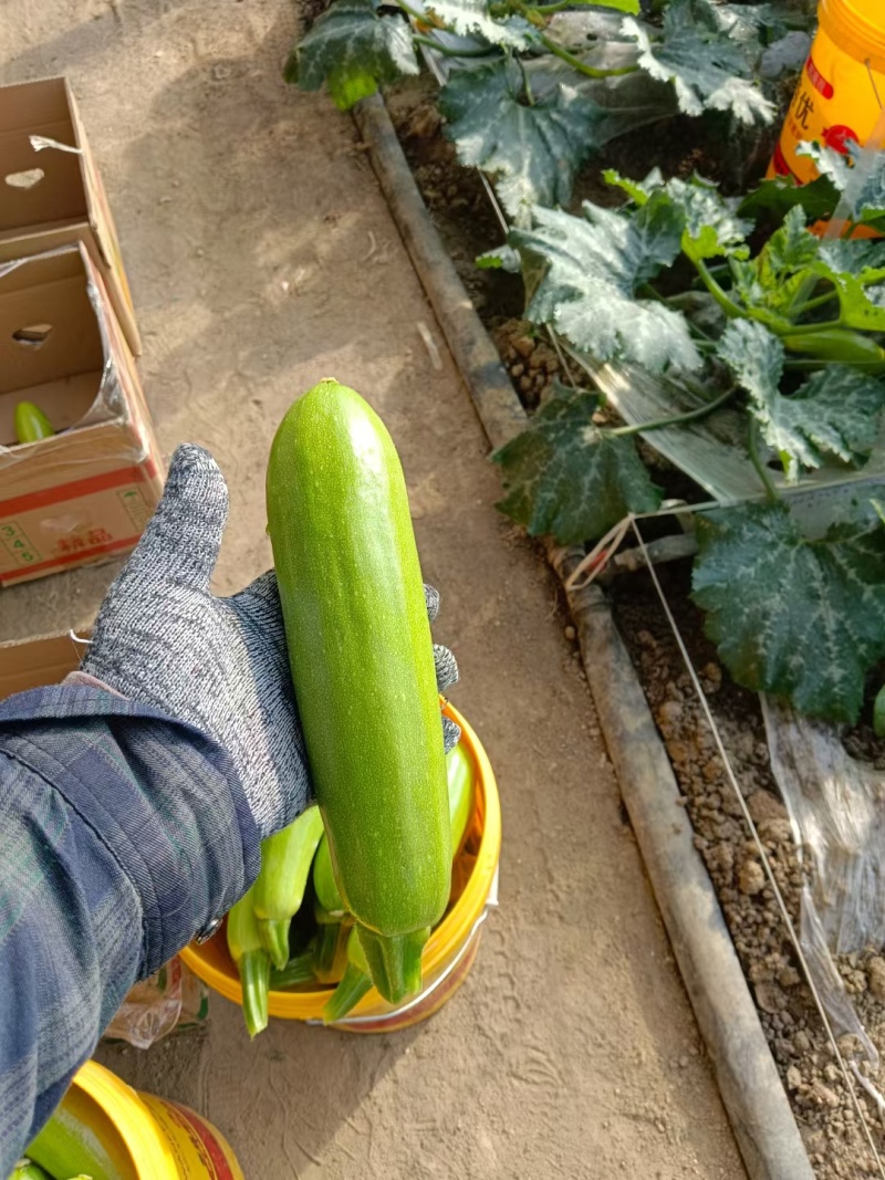绿皮西葫芦